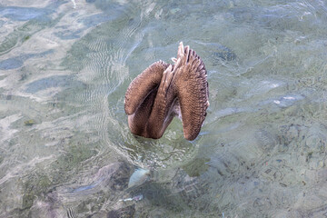 Pelican hunting in the shallow water at Playa Grandi (Playa Piscado) on the Caribbean island Curacao