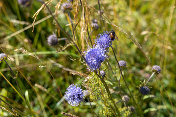 Mountain flowers in the Ukrainian Carpathians. Close-up macro view.
