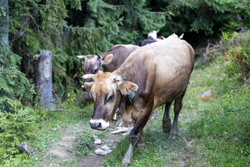 Cow on a green meadow in the Ukrainian Carpathians on a summer day.