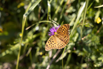Butterfly on a flower on a natural background. Close-up macro view.