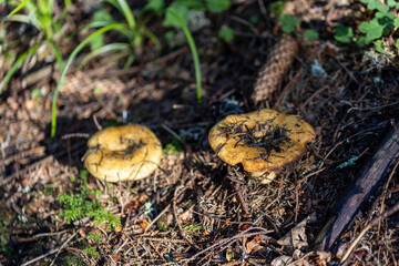 Mushroom in the mountain forest on a summer day. Close up macro view.