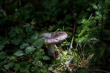 Mushroom in the mountain forest on a summer day. Close up macro view.