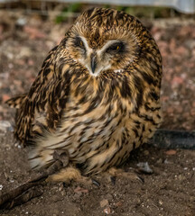 Short Eared Owl trying to stay awake Birds of Prey Centre