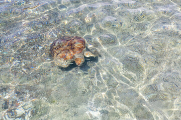 Green sea turtle swimming in the shallow water at Playa Grandi (Playa Piscado) on the Caribbean...