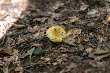 Mushroom in the mountain forest on a summer day. Close up macro view.