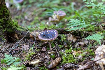 Mushroom in the mountain forest on a summer day. Close up macro view.