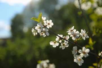 Bokeh flower Background. Cherry flowers on a branch in the backlight. Spring background