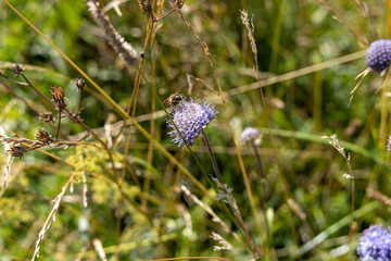 Mountain flowers in the Ukrainian Carpathians. Close-up macro view.