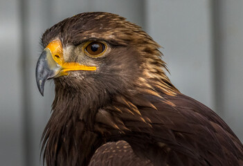 Bald Eagle keeps alert Birds of Prey Centre Coleman Alberta Canada