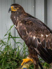 Bald Eagle keeps alert Birds of Prey Centre Coleman Alberta Canada