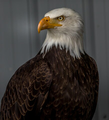 Bald Eagle keeps alert Birds of Prey Centre Coleman Alberta Canada