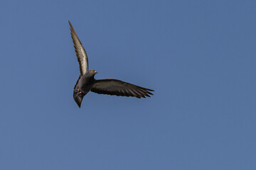 Rock Pigeon flying