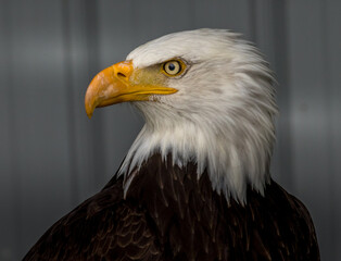 Bald Eagle keeps alert Birds of Prey Centre Coleman Alberta Canada