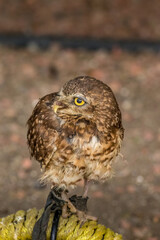 Burrowing Owl gazing Birds of Prey Centre Coleman Alberta Canada