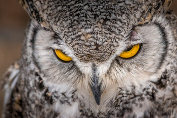 Under the watchful gaze of the Great Horned Owl Birds of Prey Centre Coleman Alberta Canada