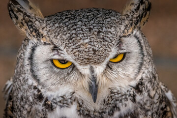 Under the watchful gaze of the Great Horned Owl Birds of Prey Centre Coleman Alberta Canada