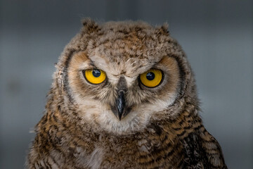 Under the watchful gaze of the Great Horned Owl Birds of Prey Centre Coleman Alberta Canada