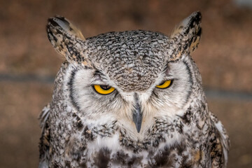 Under the watchful gaze of the Great Horned Owl Birds of Prey Centre Coleman Alberta Canada