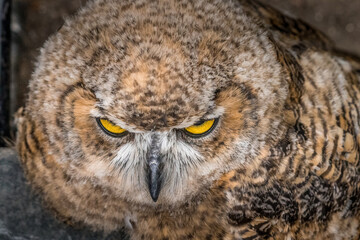 Under the watchful gaze of the Great Horned Owl Birds of Prey Centre Coleman Alberta Canada