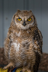 Under the watchful gaze of the Great Horned Owl Birds of Prey Centre Coleman Alberta Canada
