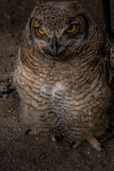 Under the watchful gaze of the Great Horned Owl Birds of Prey Centre Coleman Alberta Canada