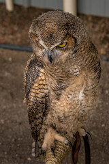 Under the watchful gaze of the Great Horned Owl Birds of Prey Centre Coleman Alberta Canada