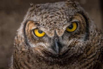 Under the watchful gaze of the Great Horned Owl Birds of Prey Centre Coleman Alberta Canada