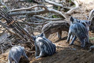Wild boar. Close up detailed view