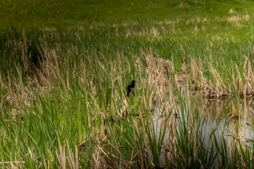 Red Winged Black bird sitting on bull rushes Kneehill County Alberta Canada