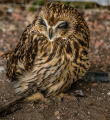 Short Eared Owl trying to stay awake Birds of Prey Centre