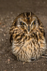 Short Eared Owl trying to stay awake Birds of Prey Centre