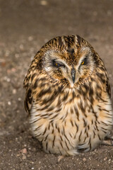 Short Eared Owl trying to stay awake Birds of Prey Centre