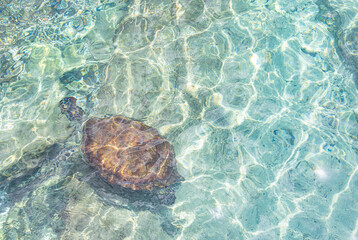 Green sea turtle swimming in the shallow water at Playa Grandi (Playa Piscado) on the Caribbean...