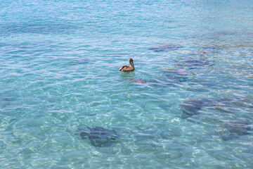 Sea turtle and pelican swimming in the shallow water at Playa Grandi (Playa Piscado) on the Caribbean island Curacao
