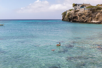 Sea turtle and pelican swimming in the shallow water at Playa Grandi (Playa Piscado) on the Caribbean island Curacao