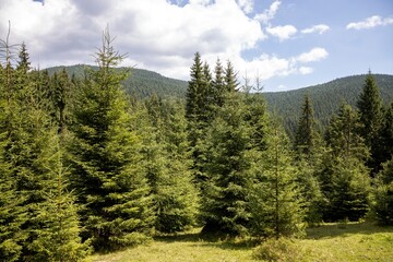 Panorama of mountains in the Ukrainian Carpathians on a summer day.