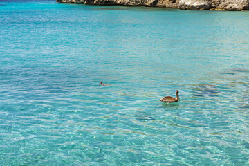 Sea turtle and pelican swimming in the shallow water at Playa Grandi (Playa Piscado) on the...