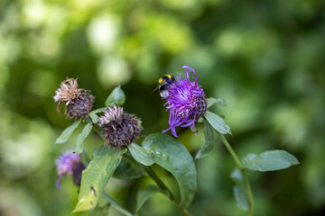 A bee on a purple flower. Close-up macro view.