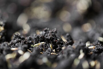 Seed wheat in soil. Agriculture concept.