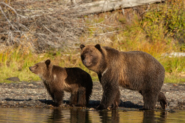 Obraz na płótnie Canvas Grizzly Bear and Cub
