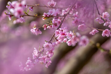 Pfirsichblüten