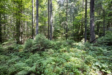 Obraz premium Mountain forest in the Ukrainian Carpathians.