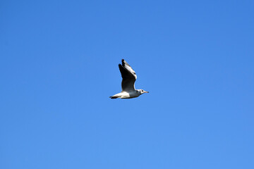 A sea gull flies against a bright blue sky. Side view