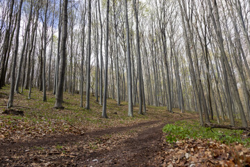 Obraz premium forest in autumn