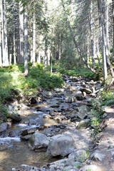 Obraz na płótnie Canvas Mountain stream on a summer day in the Ukrainian Carpathians