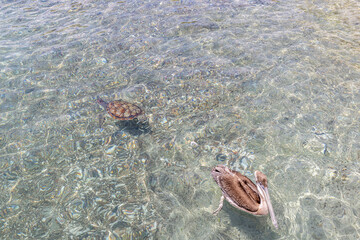 Sea turtle and pelican swimming in the shallow water at Playa Grandi (Playa Piscado) on the...