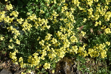 Erysimum cheri au printemps