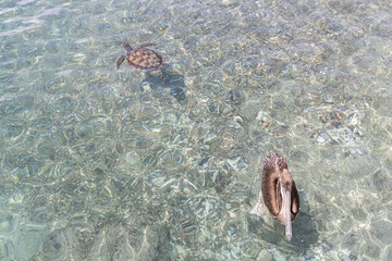 Sea turtle and pelican swimming in the shallow water at Playa Grandi (Playa Piscado) on the...