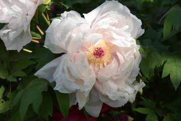 Pivoine blanche au jardin