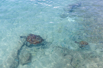 Green sea turtles swimming in the shallow water at Playa Grandi (Playa Piscado) on the Caribbean...